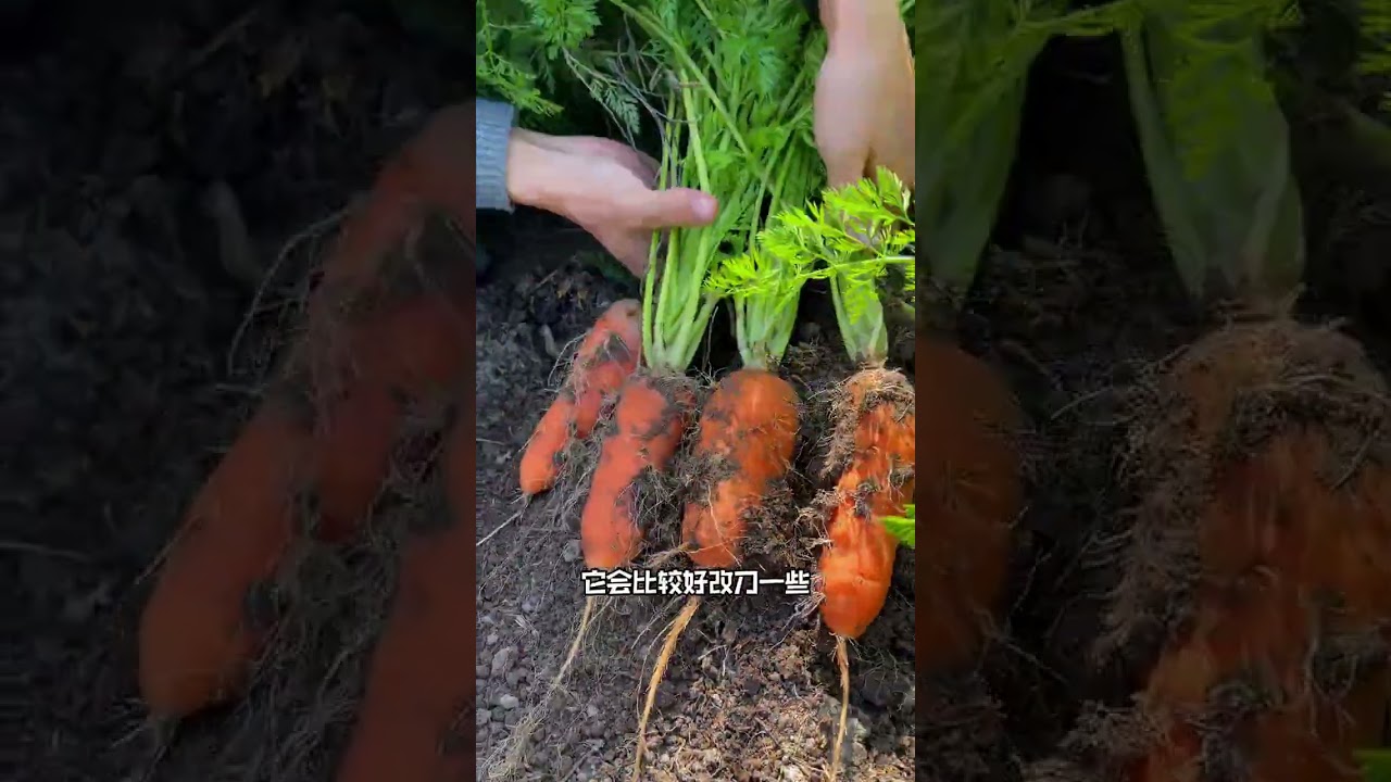 The vegetables in the small vegetable garden have started to be sown in spring#Grow