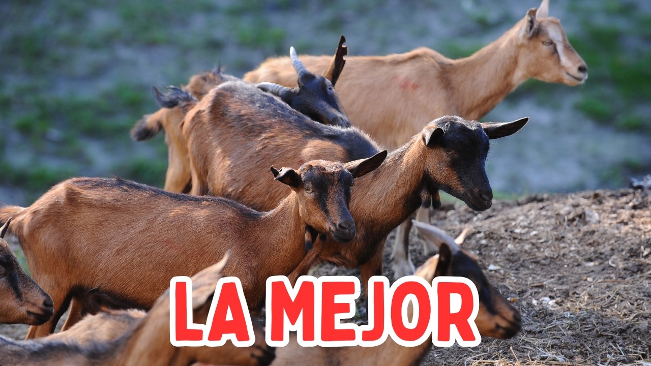 Por Qué la Cabra Alpina es la Más Productiva y Rentable