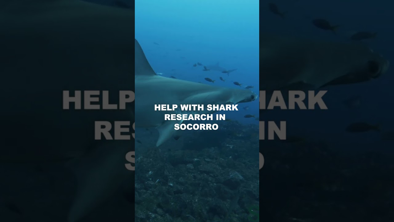 Help with shark research while exploring a top diving destination? Yes, please 😍
