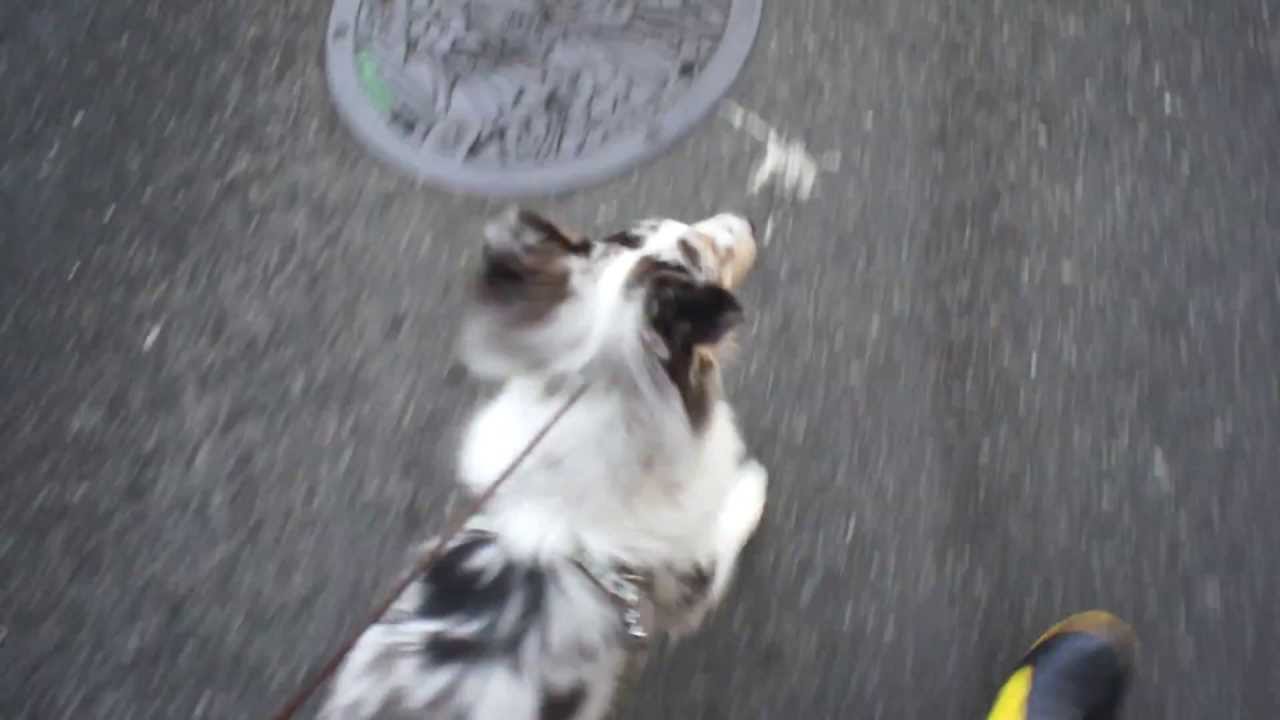 チョークリードで初めてのお散歩