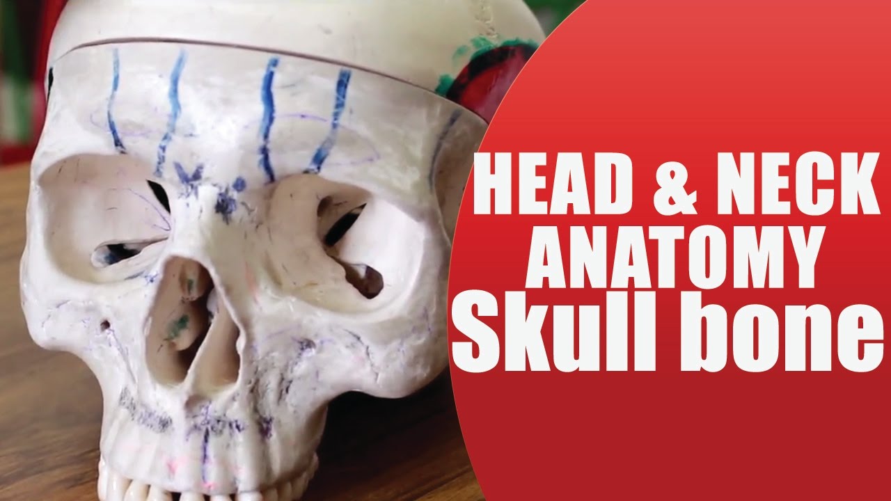 Head & Neck -  skull bone