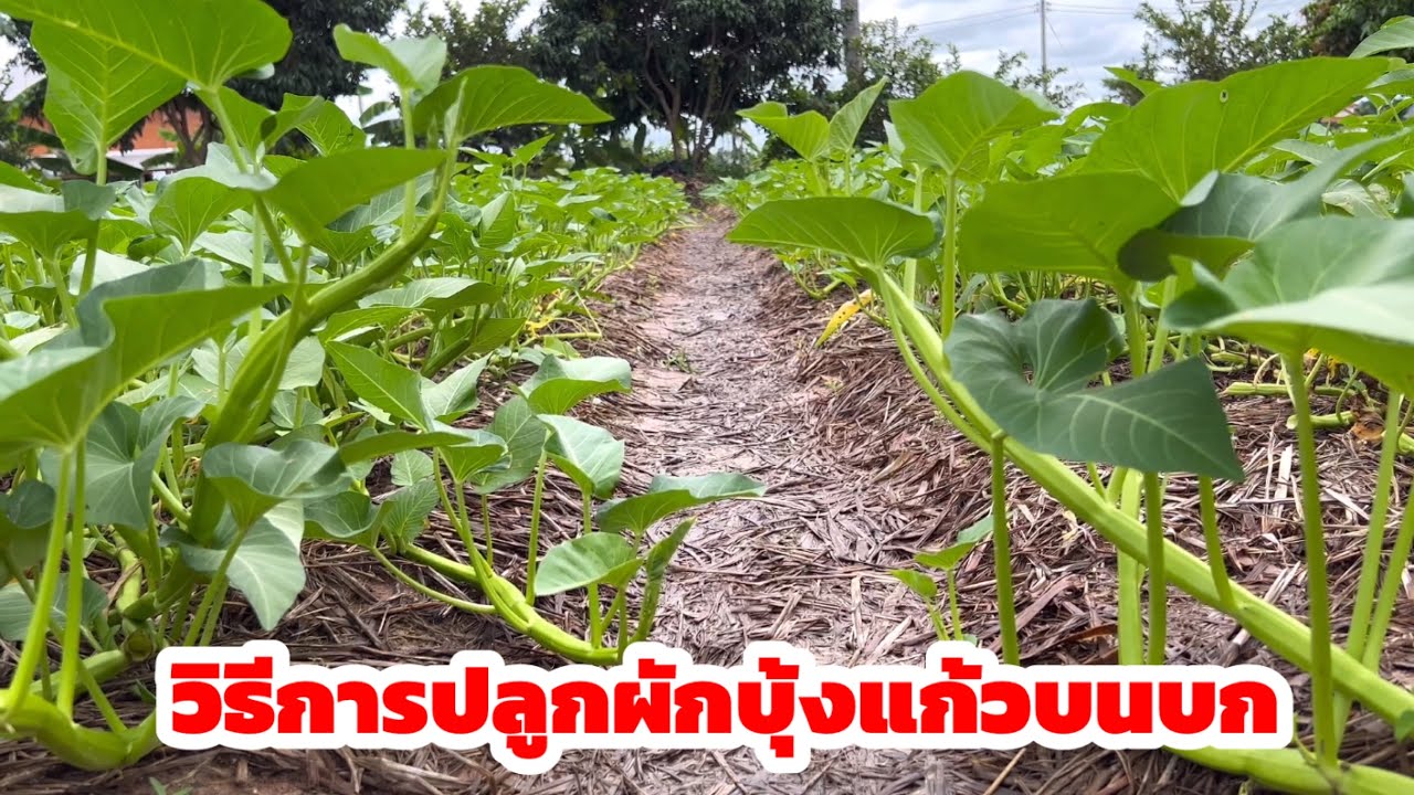 วิธีการปลูกผักบุ้งแก้วบนบก คุณยายบอกผักบุ้งแก้วปลูกง่าย ขายดี ที่จังหวัดกาฬสินธุ์
