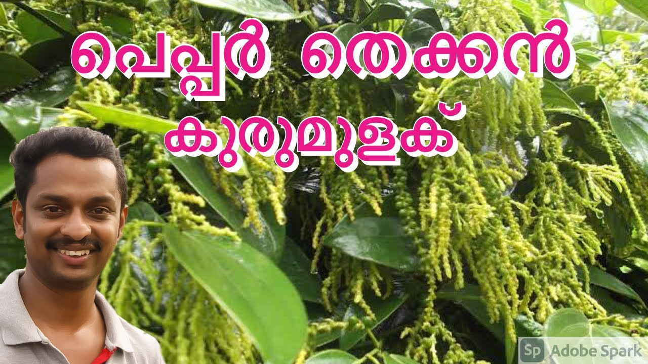 Pepper Thekkan #Black Pepper Cultivation #kurumulaku krishi #best black pepper kerala # theakka