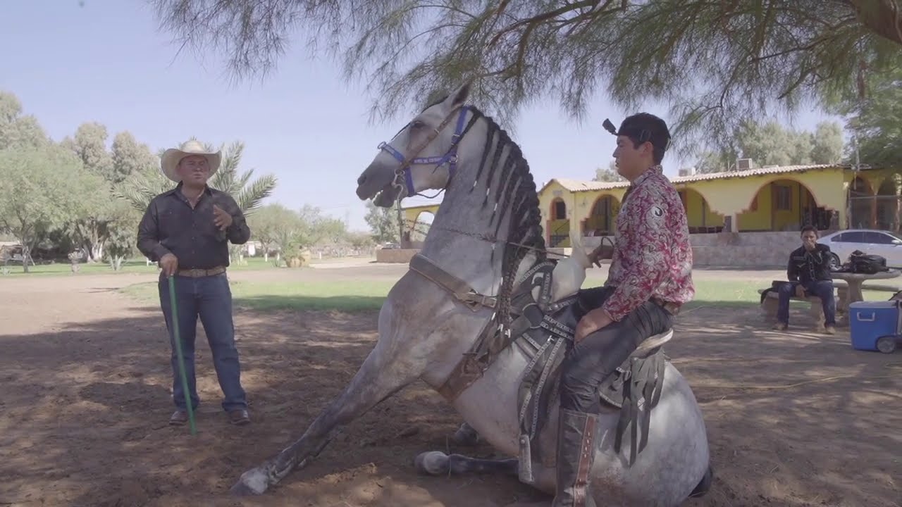 Como enseñar a Acostarse o Hecharse a un Caballo - Parte 2