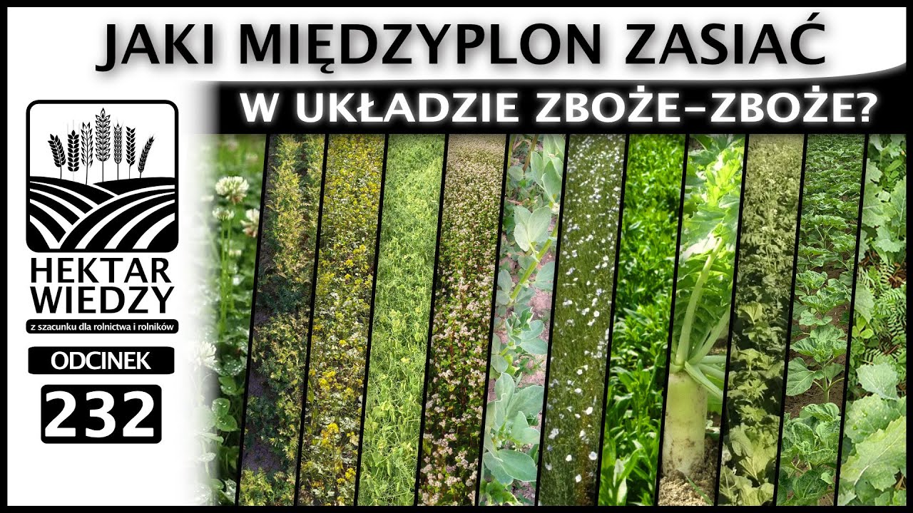 PO ZBOŻU I PRZED ZBOŻEM - JAKI MIĘDZYPLON ZASIAĆ W UKŁADZIE ZBOŻE-ZBOŻE? | ODCINEK 232