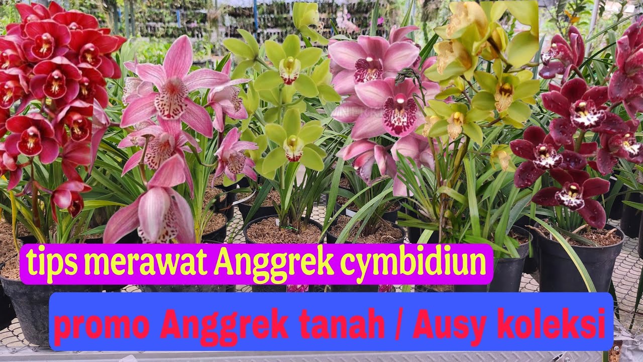 Promo Anggrek Tanah/Cymbidium Ausy koleksian Stok Terbatas