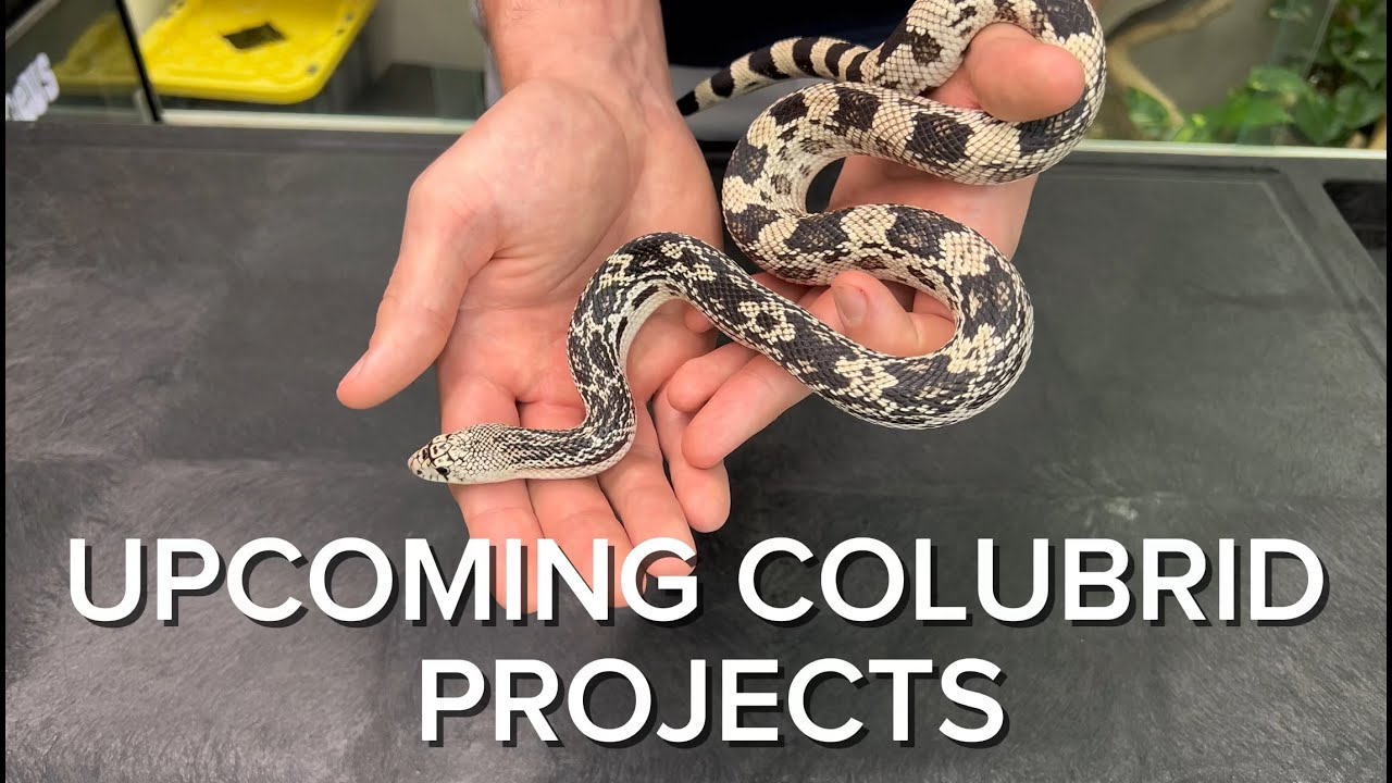 SOME OF MY FAVORITE UPCOMING COLUBRID PROJECTS