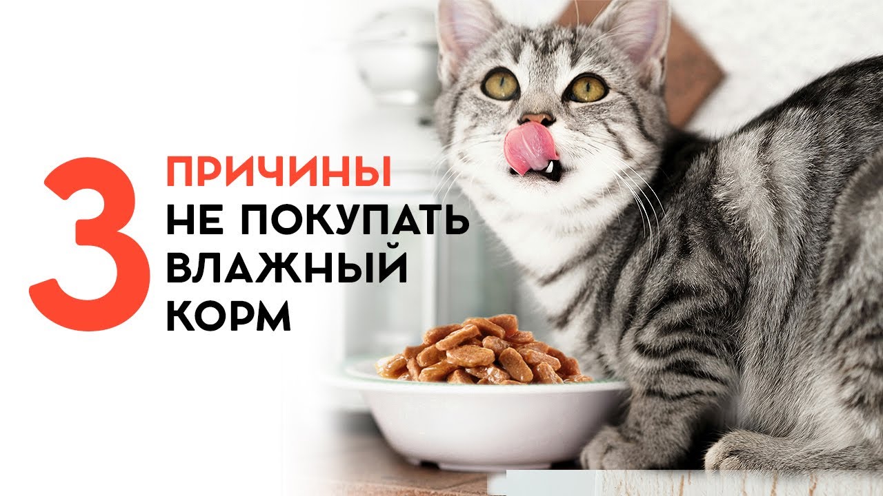 Почему вашим животным не нужен влажный корм.