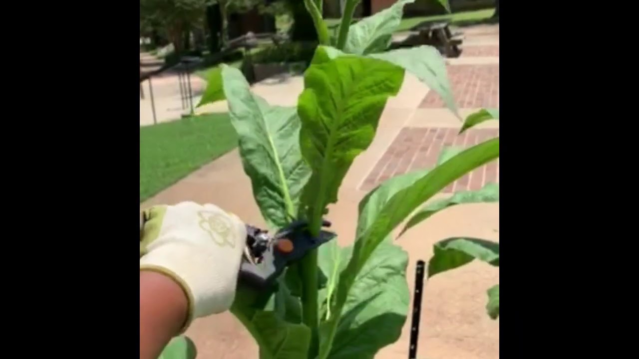 Topping and Suckering Tobacco