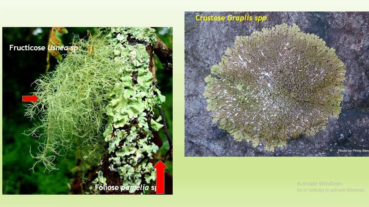 LICHENS