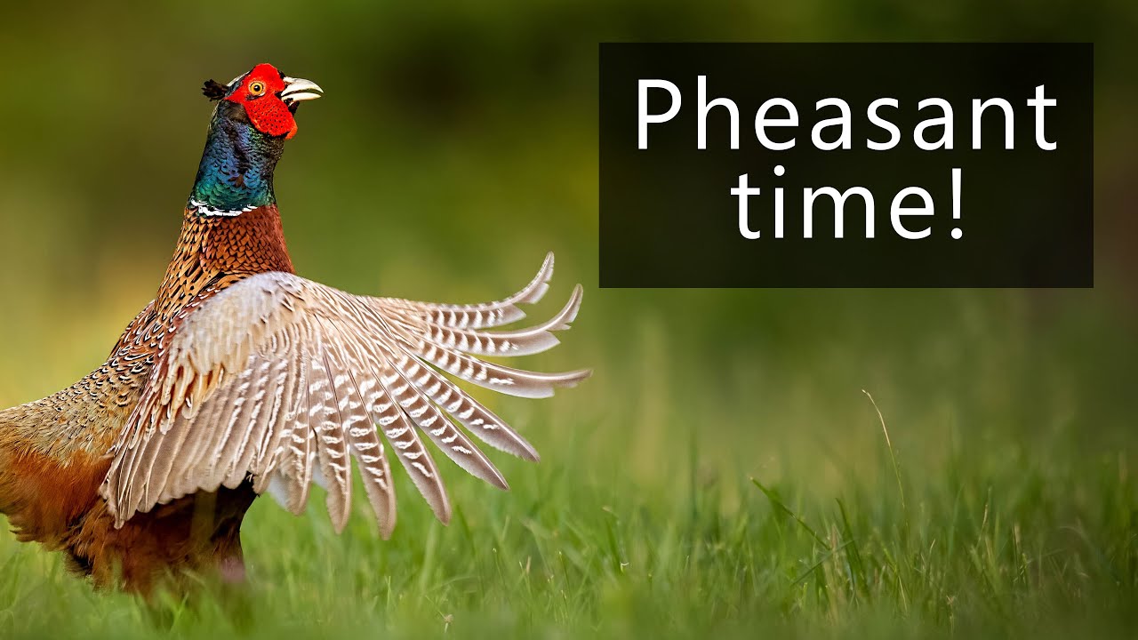 What does the pheasant sound like?