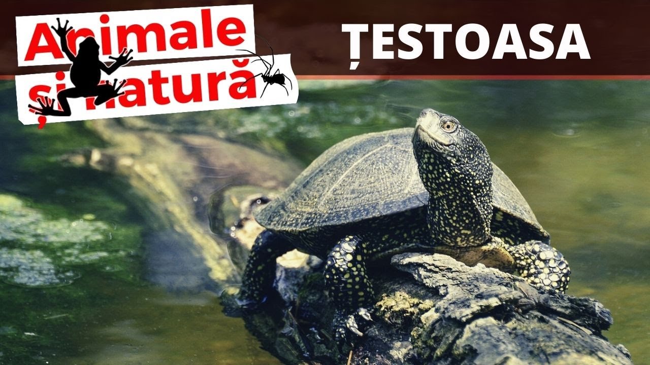 Emys orbicularis, singura testoasa de apa din Romania