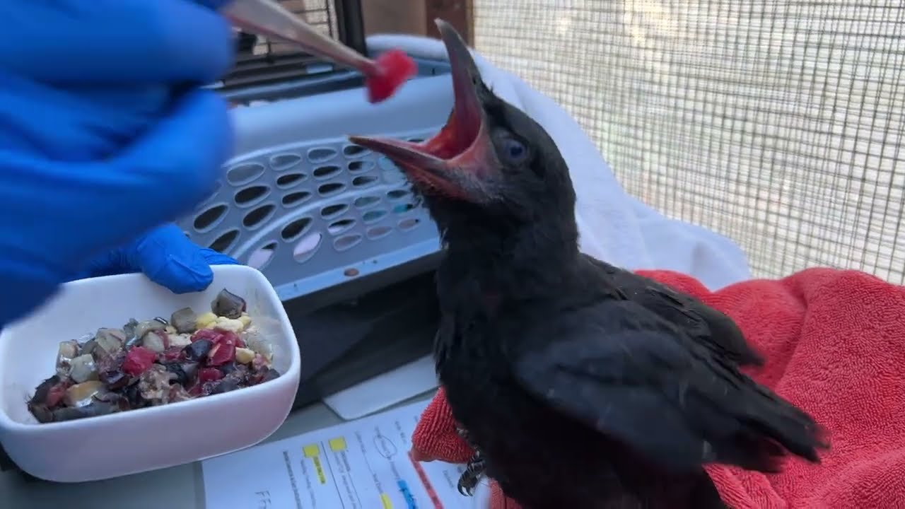 Orphaned Baby Crow in Care at WildCare