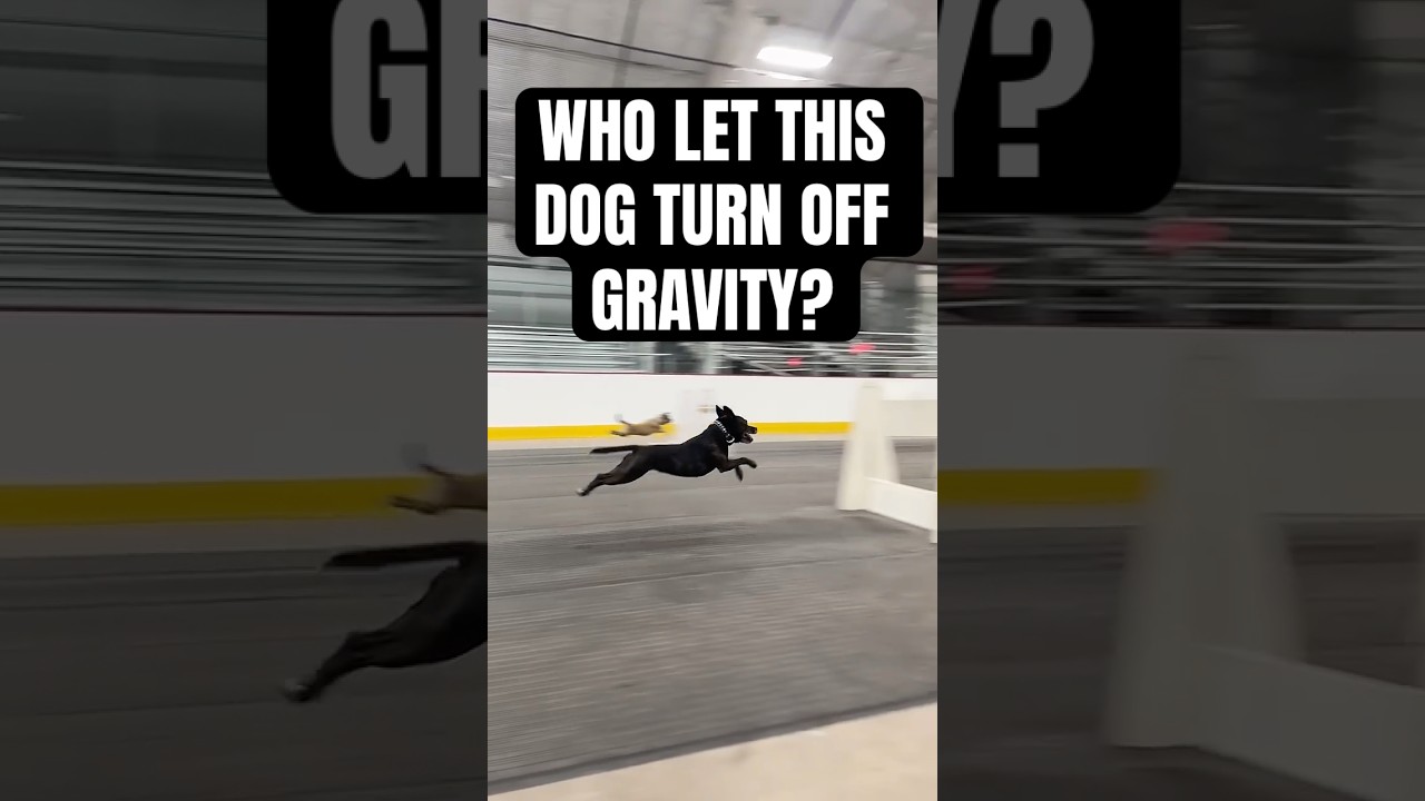 Who let the 4th dog turn off gravity?