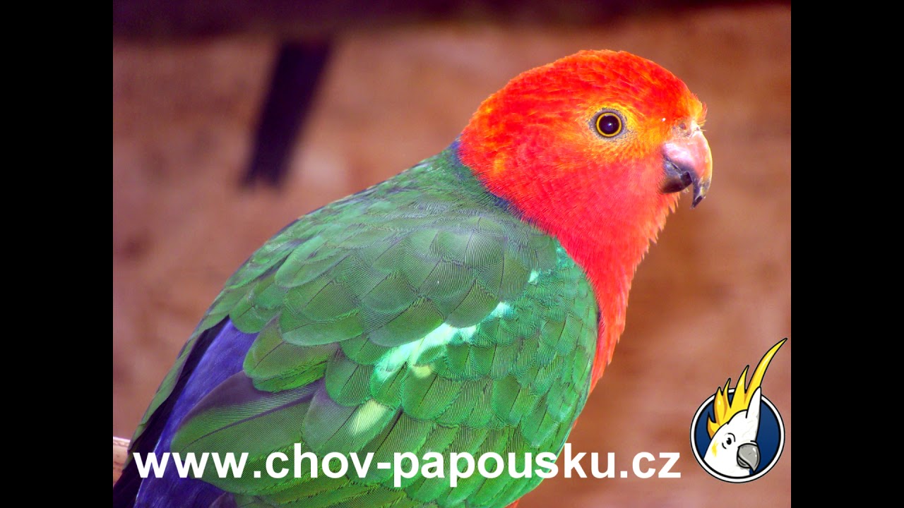 Video 13 Papoušek Královský