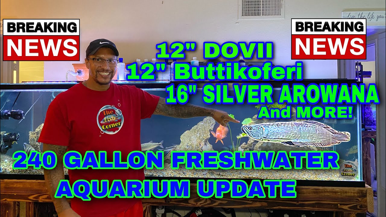 240 GALLON FRESHWATER AQUARIUM UPDATE!!