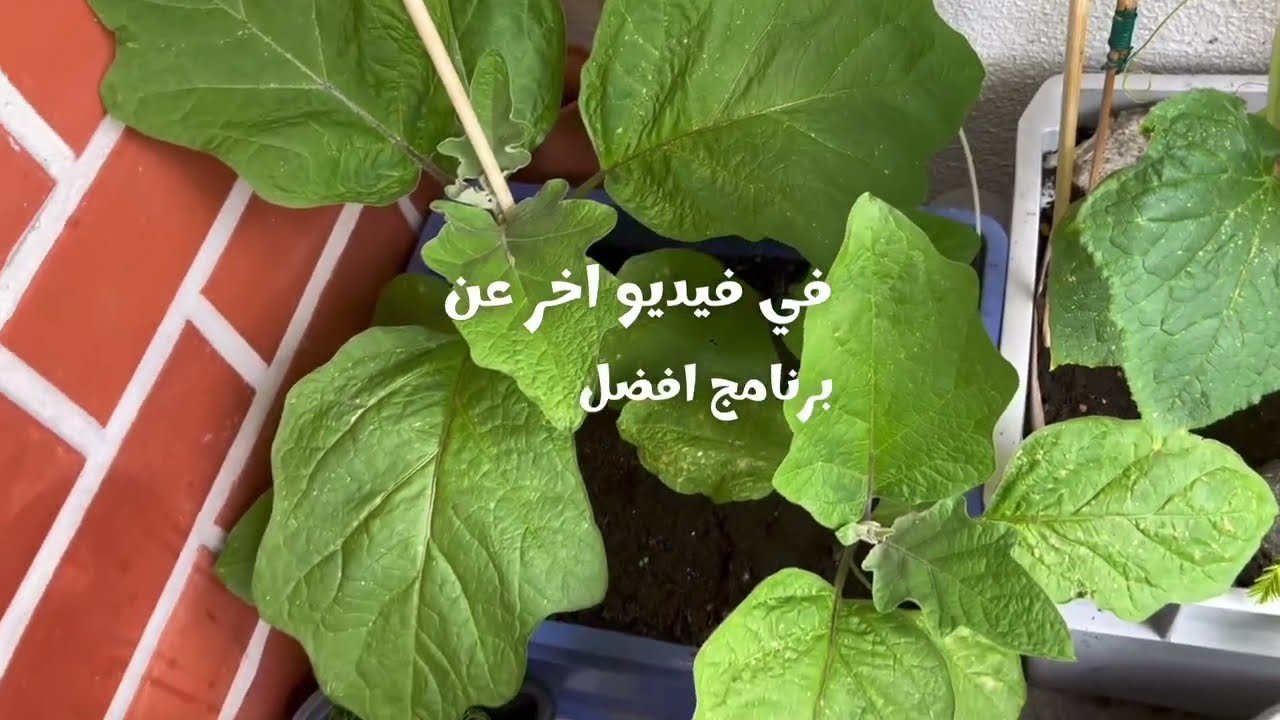 مشاكل تزهير نبات الباذنجان - علاج ضعف انتاج الباذنجان طرق مجربه و مضمونه