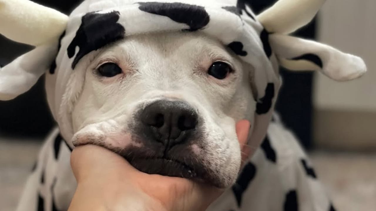 The dog I rescued turned out to be a big baby.
