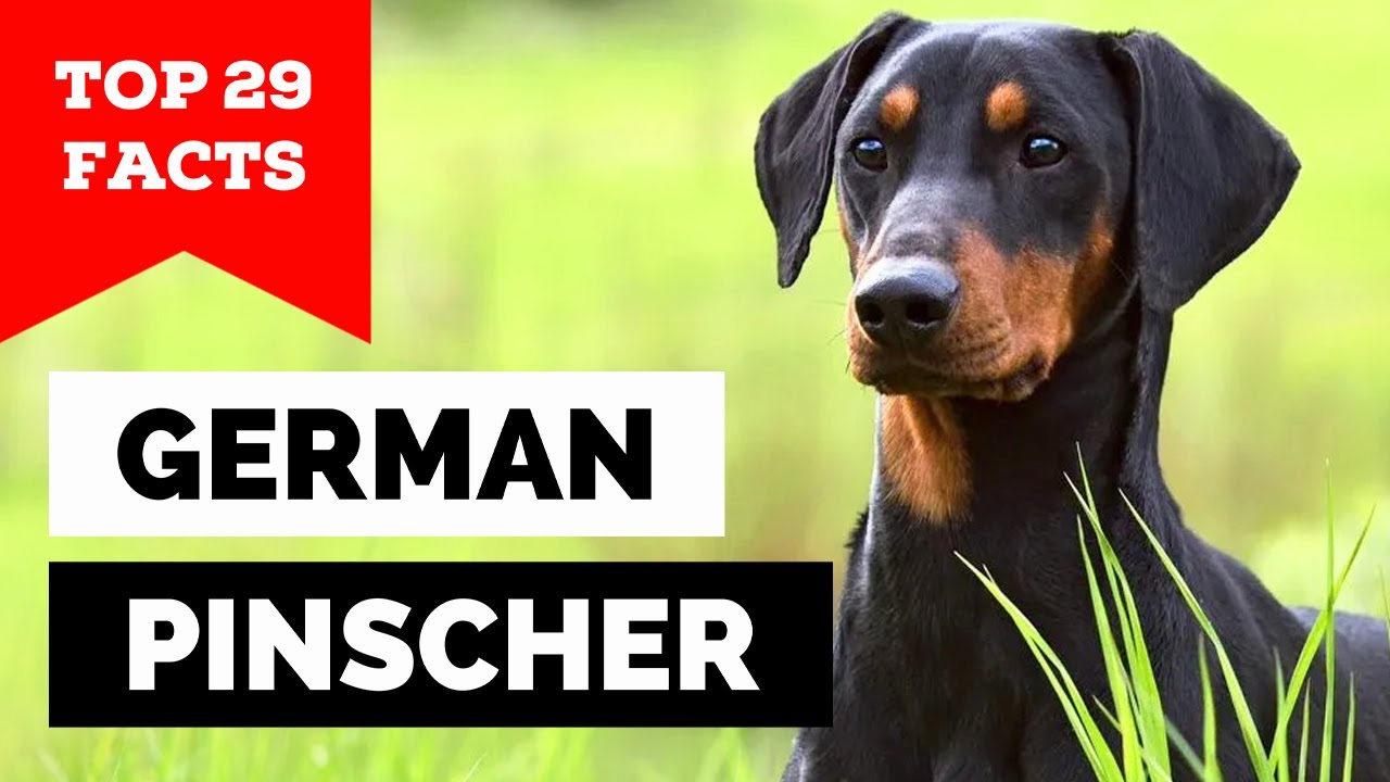 99% of German Pinscher Dog Owners Don't Know This
