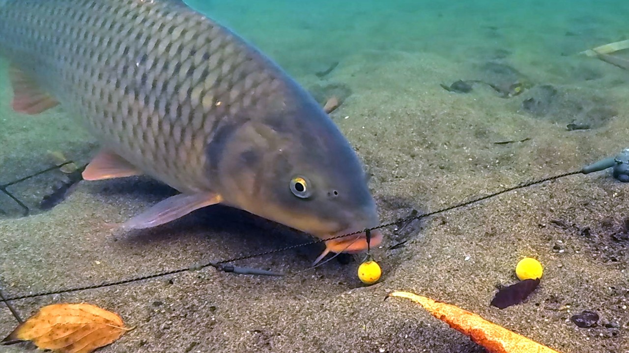 PVA Bag Boilie Trap – Carp Take Filmed Underwater