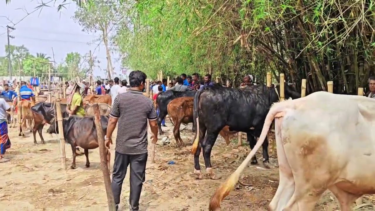 দক্ষিণবঙ্গের অনেক বড় গরুর হাট বেতাগা,ফকিরহাট বাগেরহাট। 