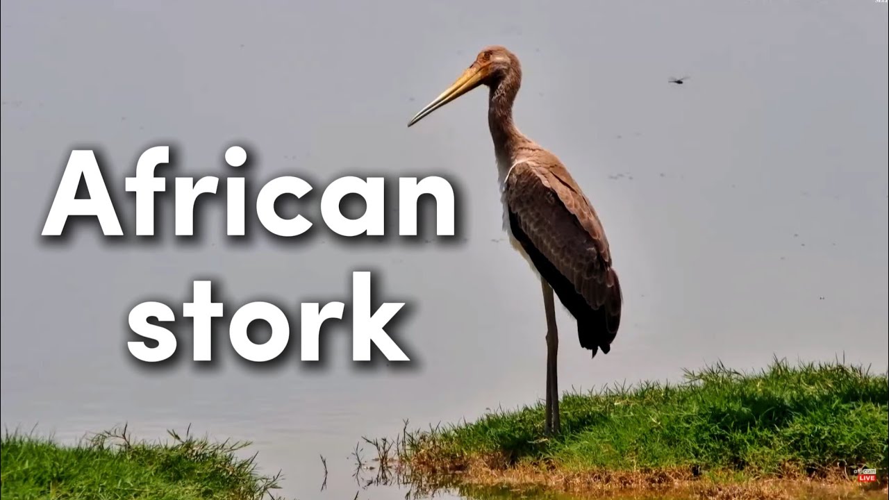 Namibia - Safarihoek. Dławigad afrykański / Yellow-billed stork (Mycteria ibis) 16.01.2026