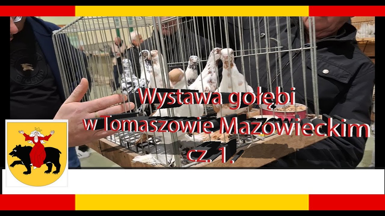 24.11.2024 część 1. Targ/giełda i wystawa gołębi - Tomaszów Mazowiecki