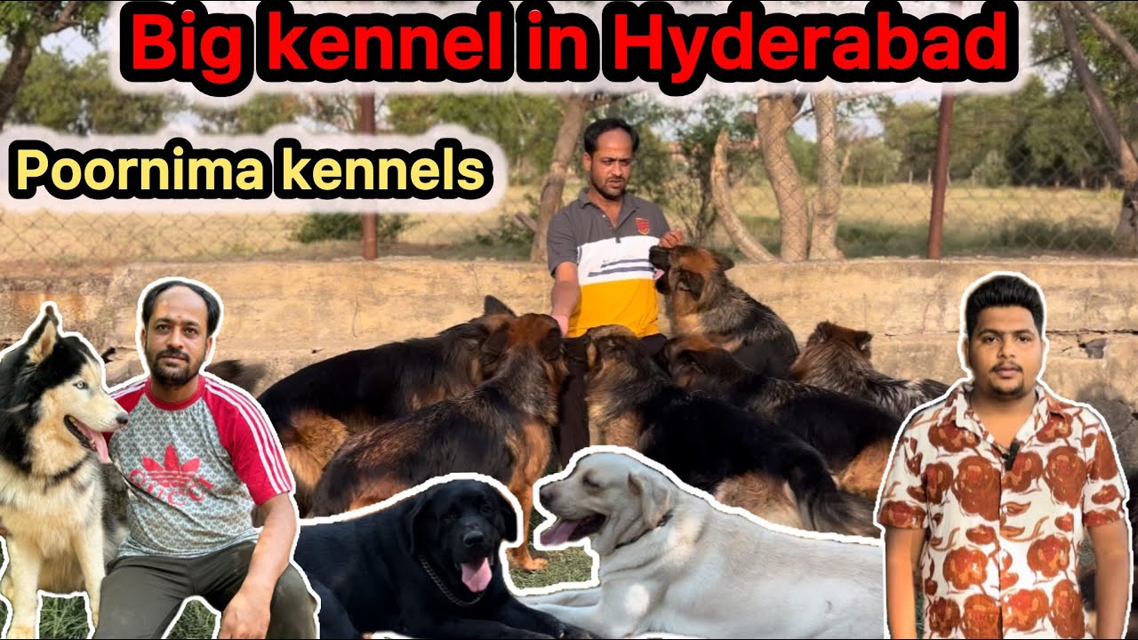 top big kennel visit in Hyderabad Telugu | Poornima kennels |#hyderabad #india #telugu #dog