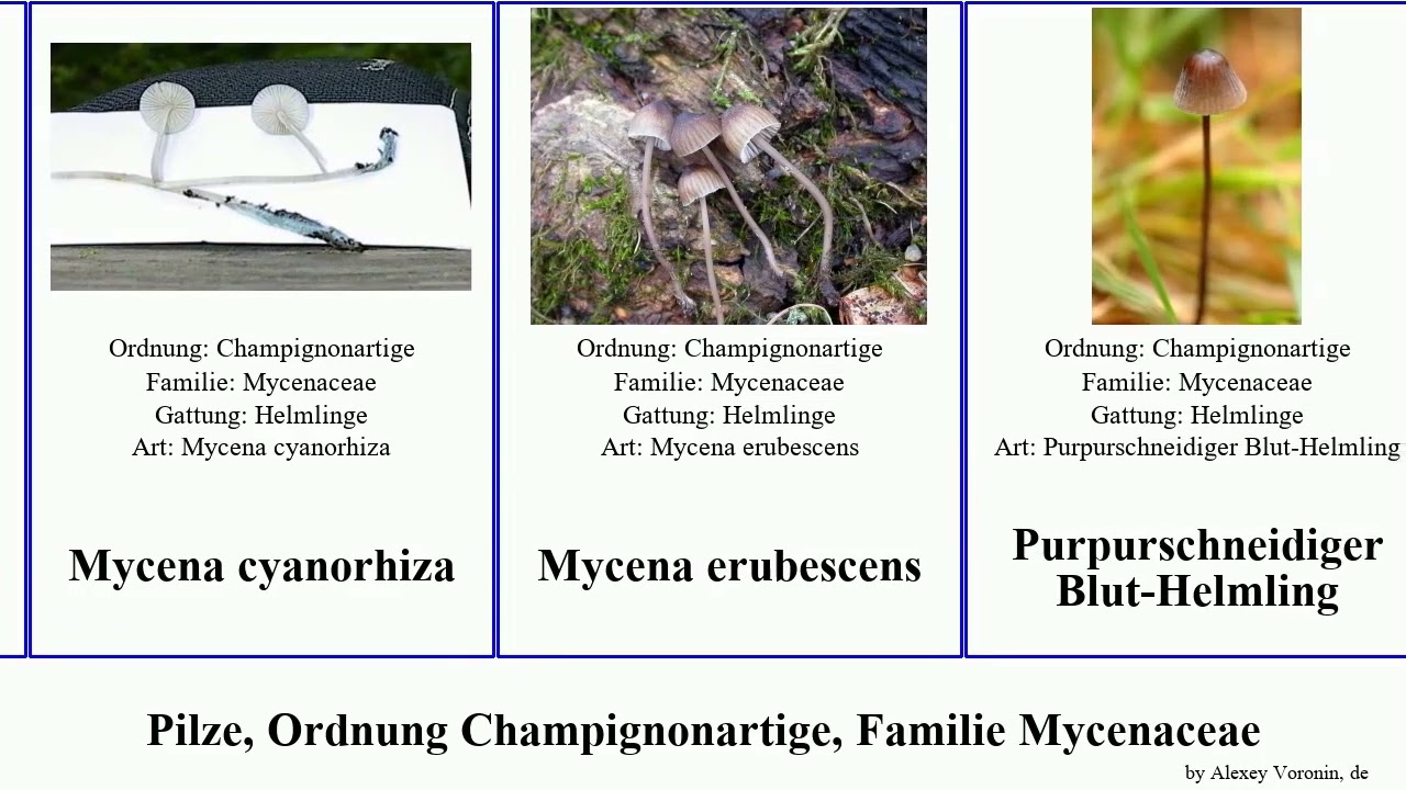 Pilze, Ordnung Champignonartige, Familie Mycenaceae helmling fungus Rettich-Helmling Blut-Helmling