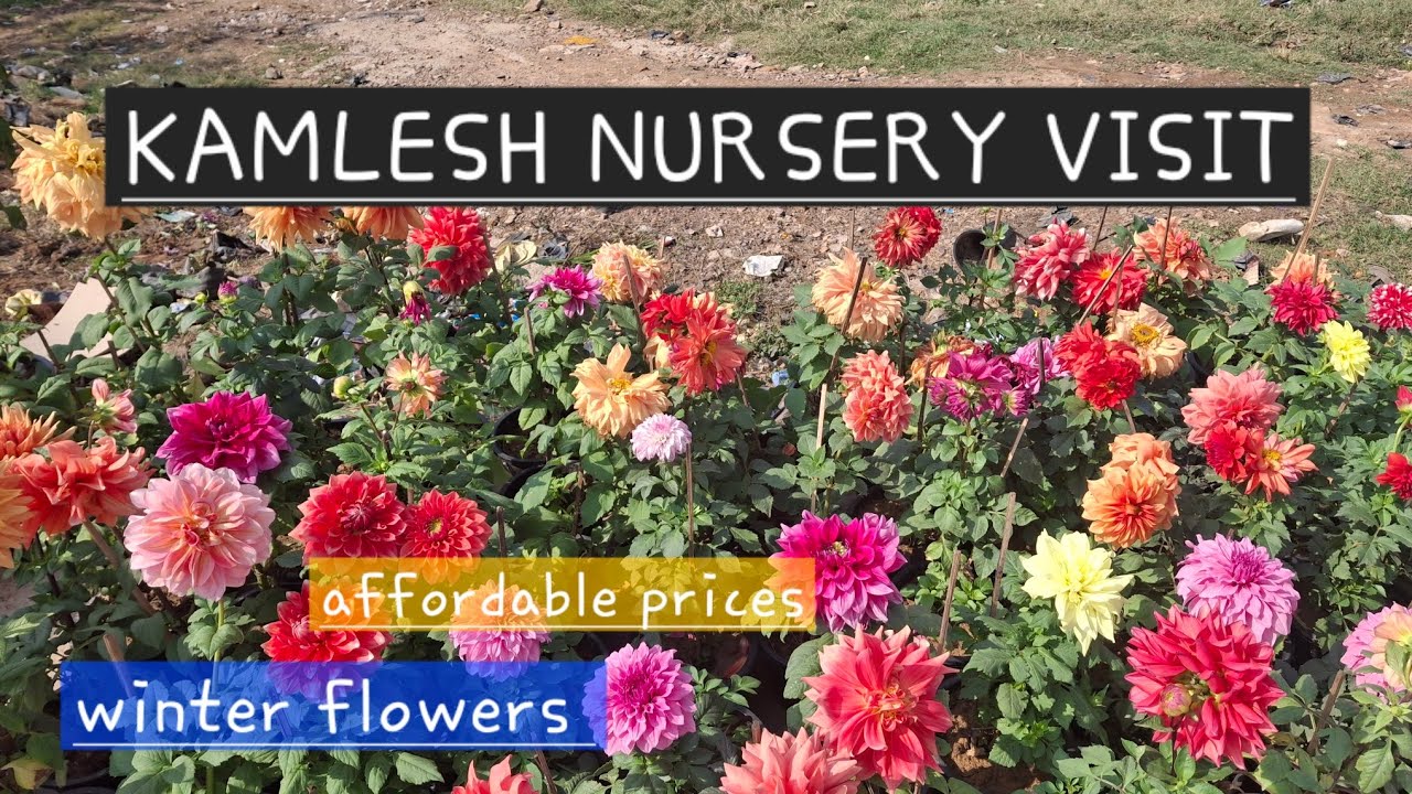 Kamlesh Nursery visit | कमलेश नर्सरी | winter collection 2026