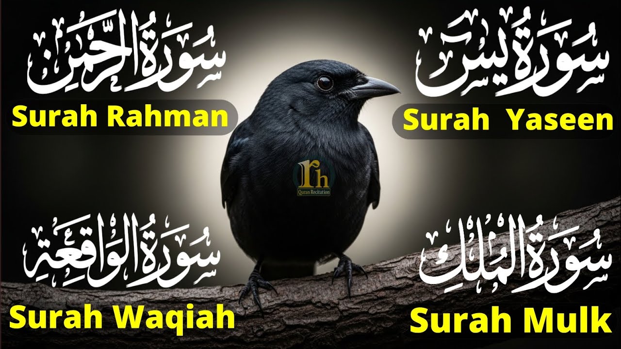 Beautiful Surah Yaseen (Yasin) | Surah Rahman | Surah Waqiah | Surah Mulk | Episode 97