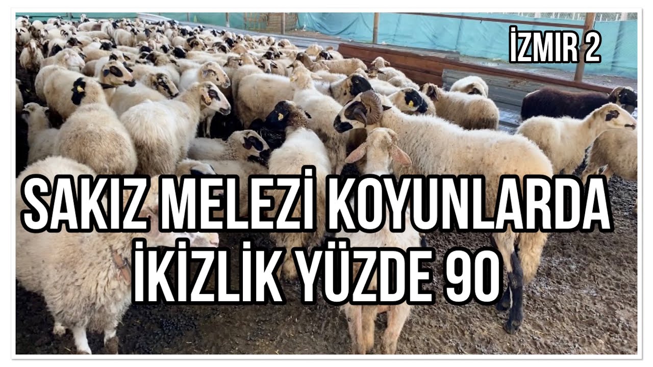 SAKIZ MELEZİ KOYUNLARDAN YÜZDE 90 İKİZ KUZU ALIYOR