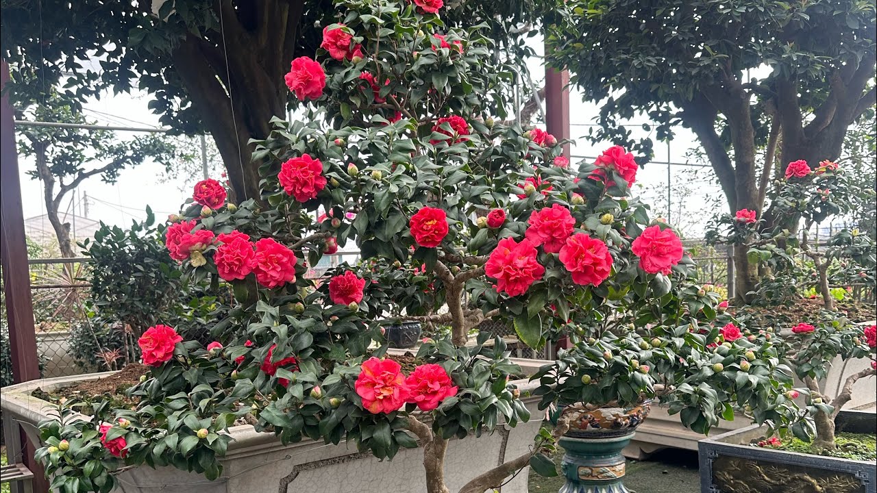 31-1-2026 mời các bác sưu tầm trà my đẹp giá rẻ chơi tết 