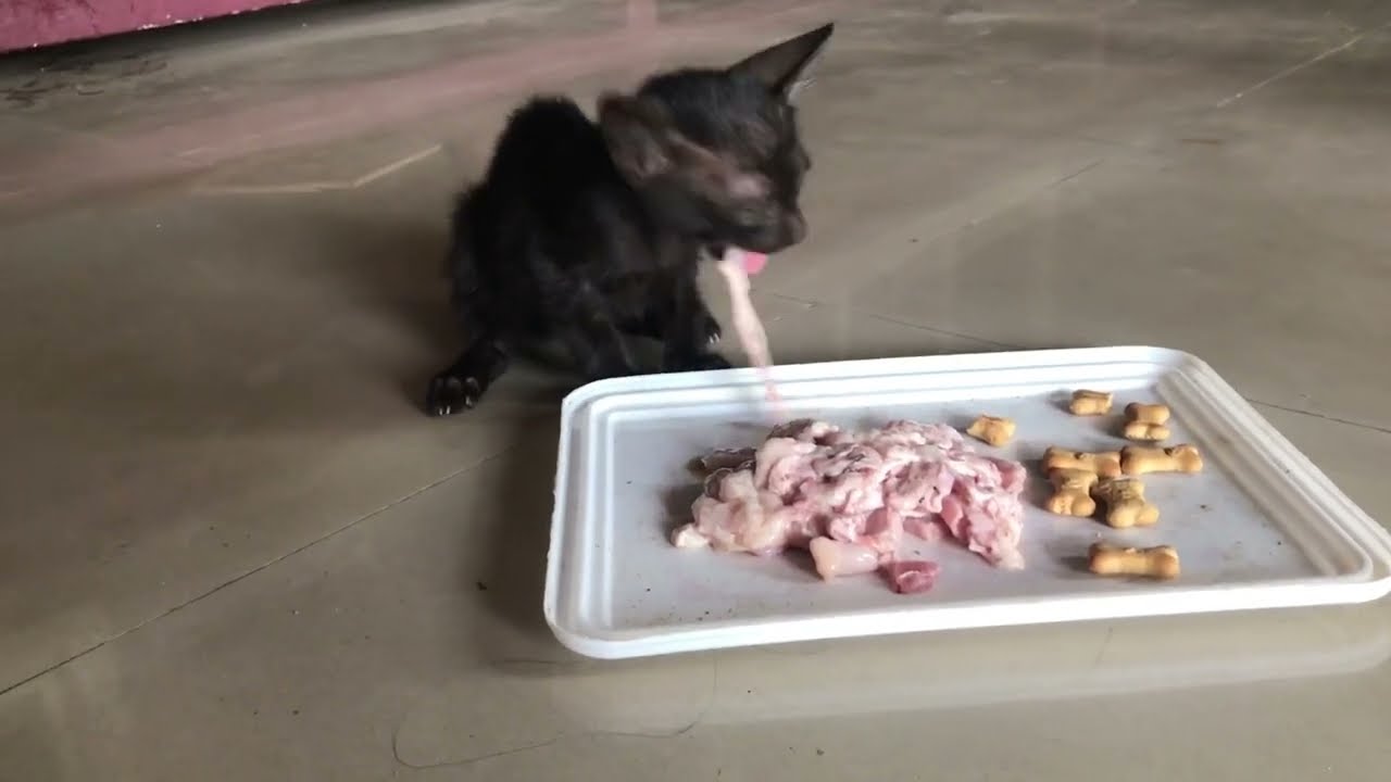 Kitten Eating Raw Meat - Python The Cat 🐈&zwj;⬛