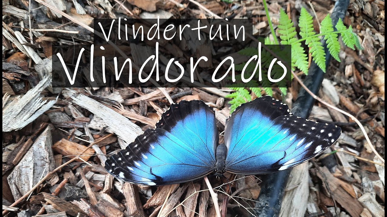 Vlindorado Vlindertuin Waarland