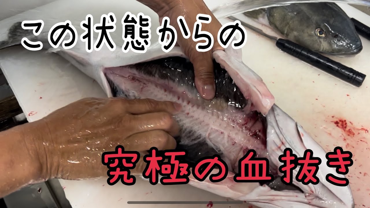 腹出した魚の究極の血抜き編 vol.566