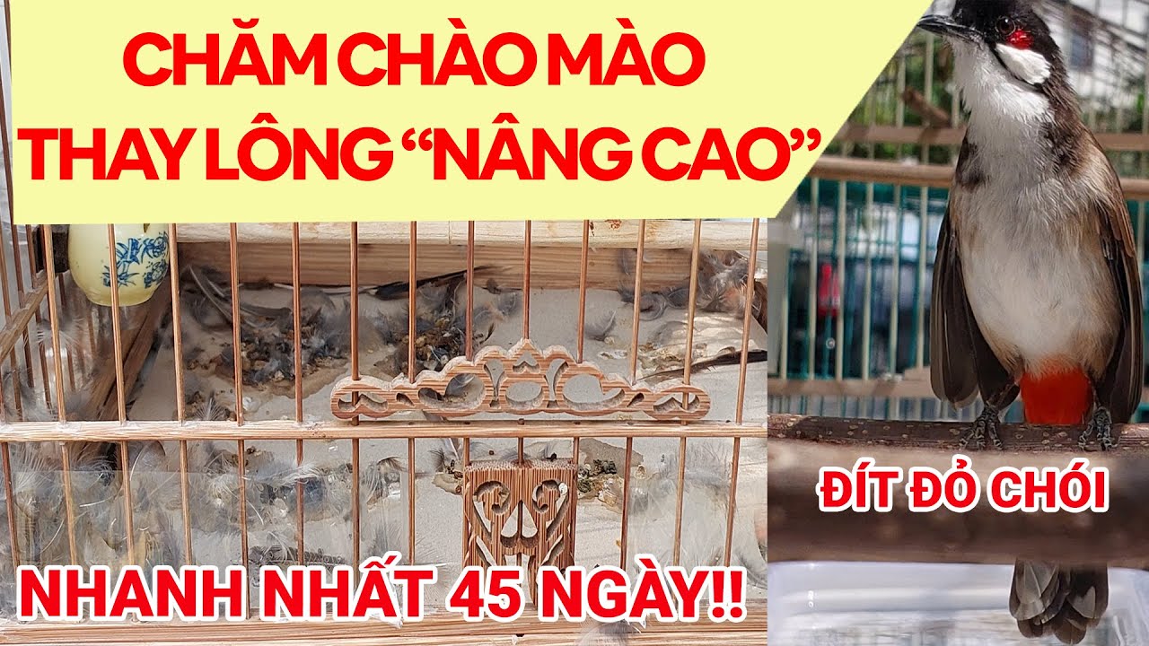 CHĂM CHÀO MÀO THAY LÔNG CHUYÊN SÂU - NHANH SẠCH KHỎE - ĐÍT LUÔN ĐỎ CHÓI