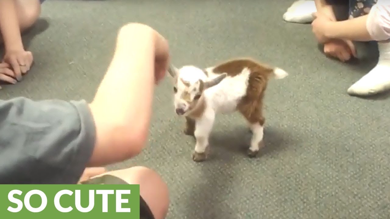 Kids thrilled to play with newborn baby goat