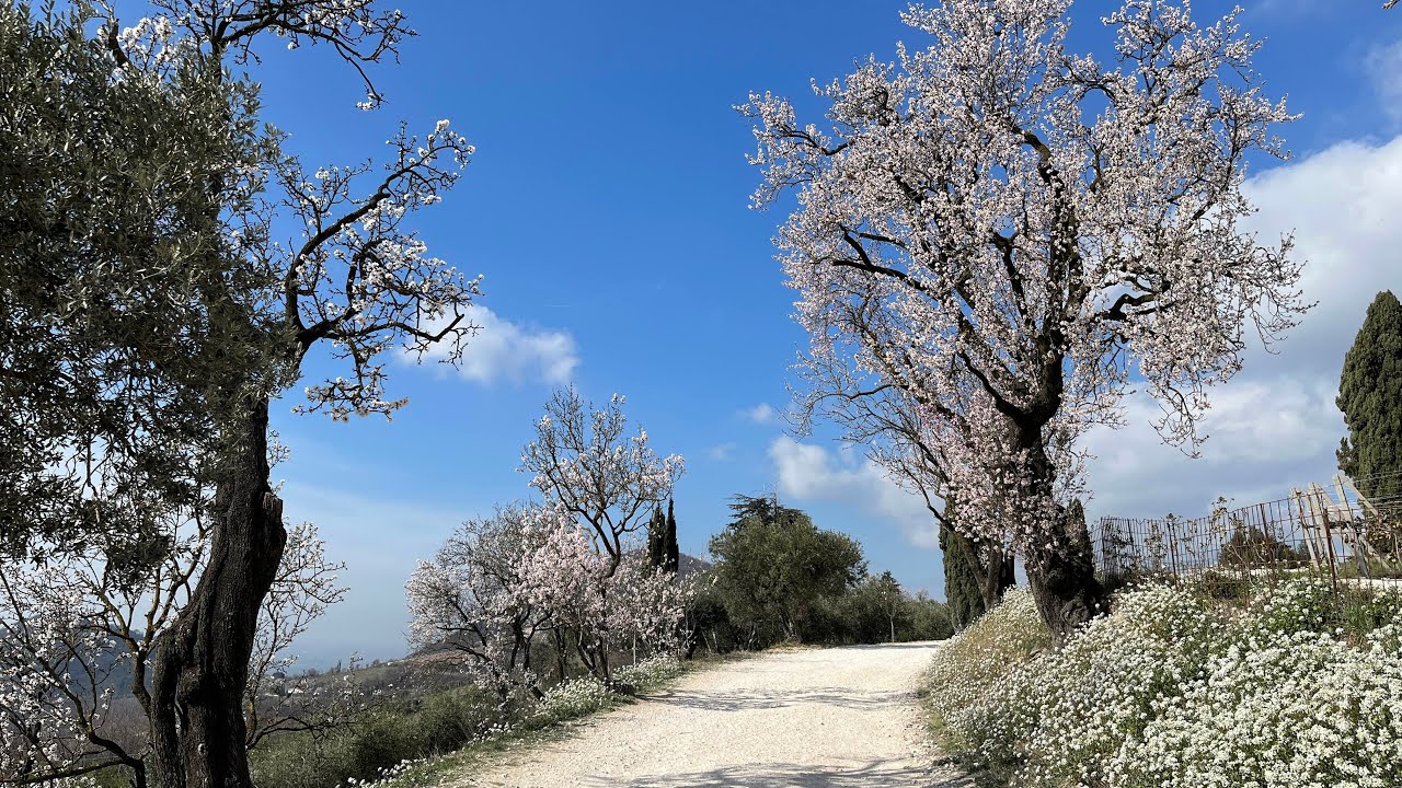 COLLI EUGANEI. Giro ad anello Monte Fasolo e Pianoro del Mottolone