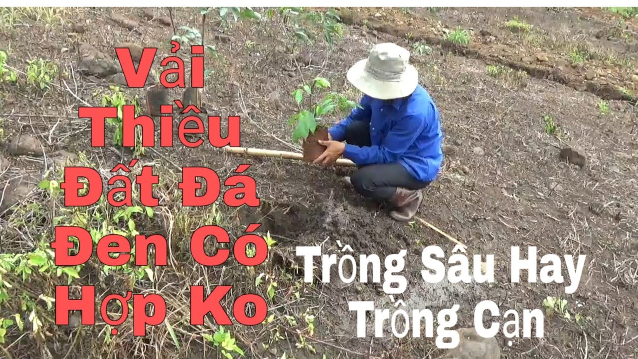Cách Trồng Vải Thiều Đất Đá Đen