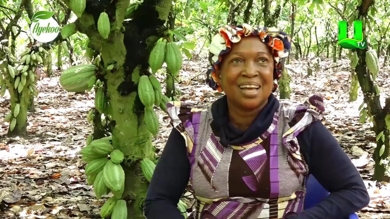 MAINTAIN YOUR FARM FOR MORE YIELD – AYEKOO TO COCOA FARMERS