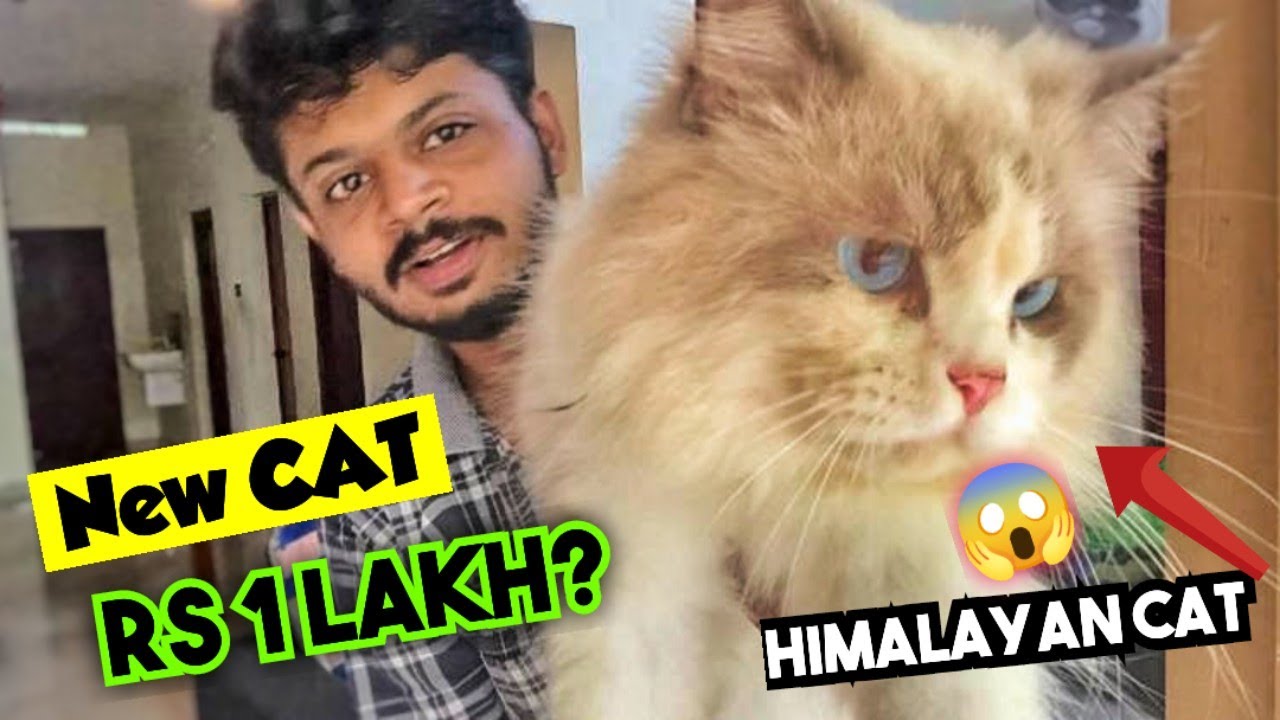 🙀 പുലിയെ പോലെ പക്ഷേ പൂച്ചയാണ്  😱 Himalayan cat|  Persian cat  | Day 03 | Malayalam Animals Fun Dub