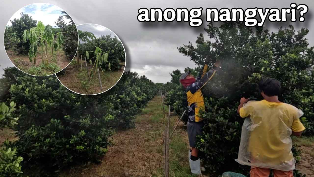 MAY NAHAHARVEST PA KAHIT PAPANO