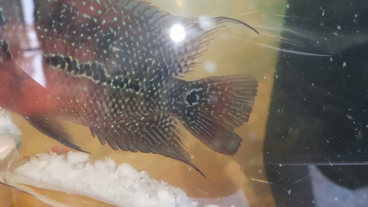 Zhen Zhu Flowerhorn