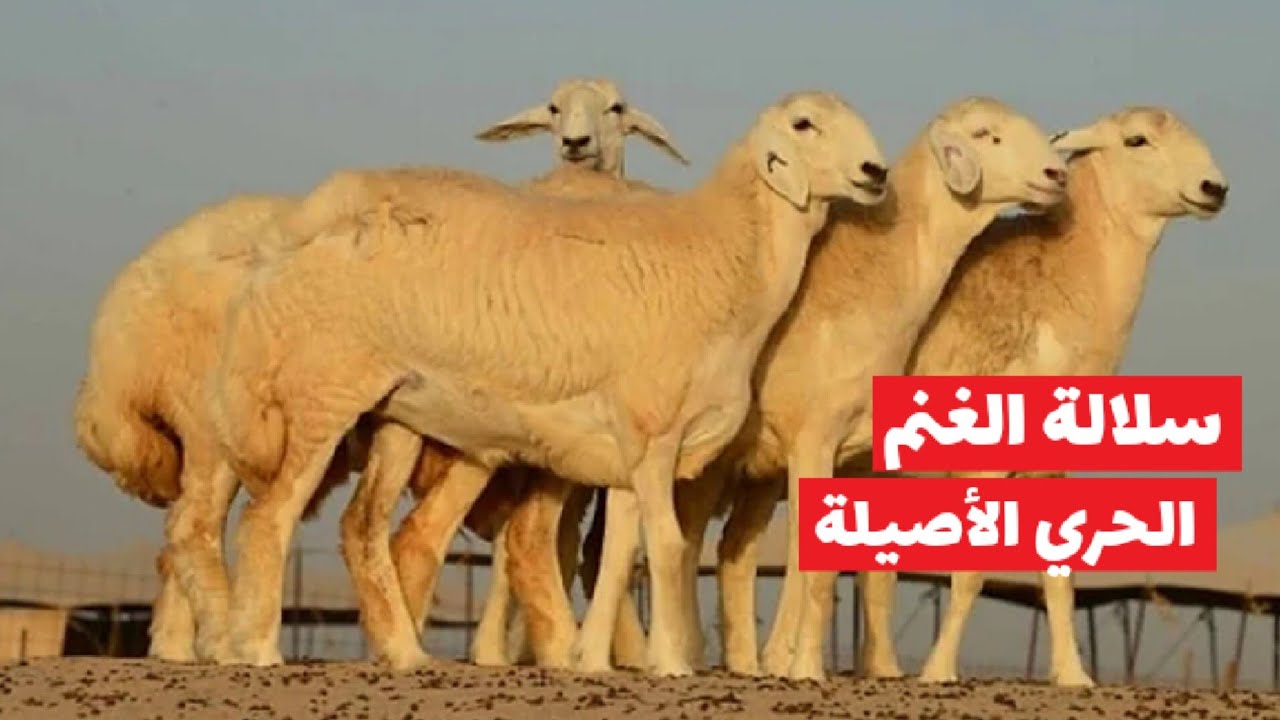 مواصفات سلالة اغنام الحري.. مميزاته، خصائصه، رعايته وقدرته الانتاجية