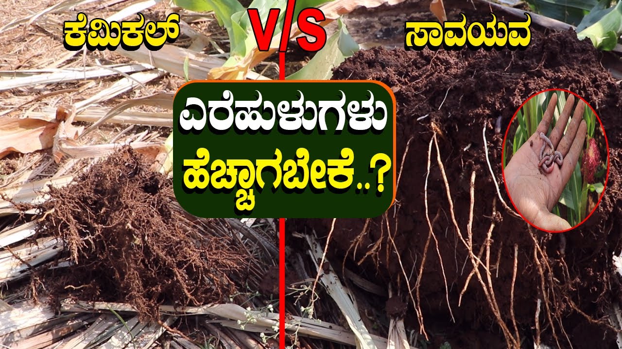 ಬಾಳೆ, ಮೆಕ್ಕೆಜೋಳ, ಕ್ಯಾಬೇಜ್, ಶೇಂಗಾ, ಟೊಮೇಟೊ ಎಲ್ಲಾ ಸೂಪರ್| ಎರೆಹುಳುಗಳು ಸೃಷ್ಟಿ, ಫಲವತ್ತತೆಯ ಅತಿವೃಷ್ಠಿ