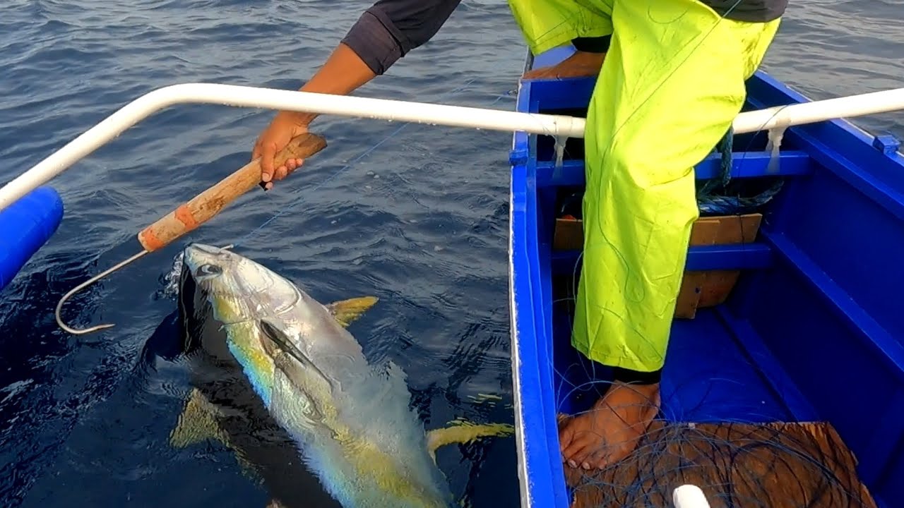 Tuna's Highlights | Pacific Ocean | Romzel TV