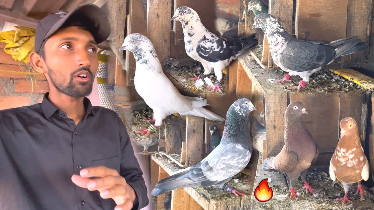 Pakde Hue Kabootar Ka Shauk 🤩 || सब कबूतर एक से बढ़कर एक है 🕊️ || Bandera Ke High Flyer Kabootar
