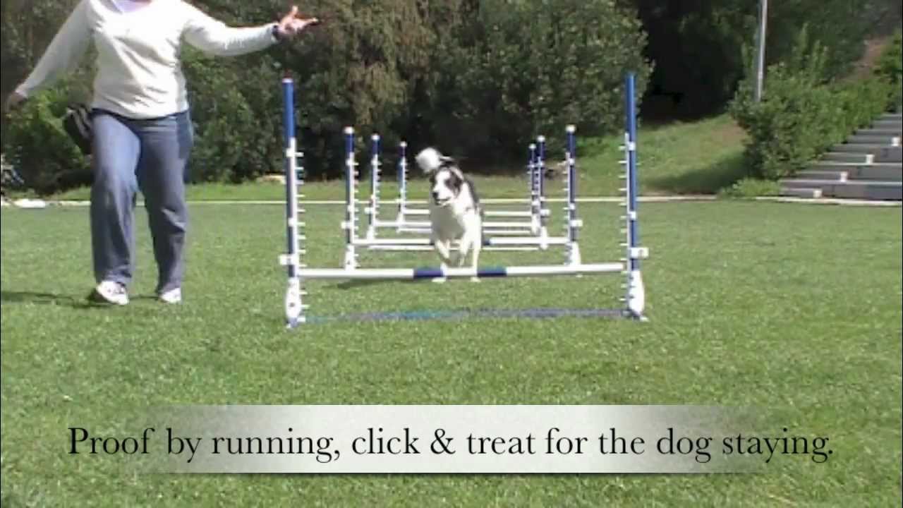 Startline STAY - Agility Dog Training: ShapeFest 2012