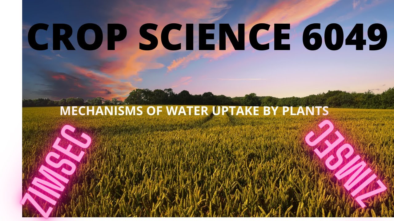 MECHANISMS OF WATER UPTAKE BY PLANTS
